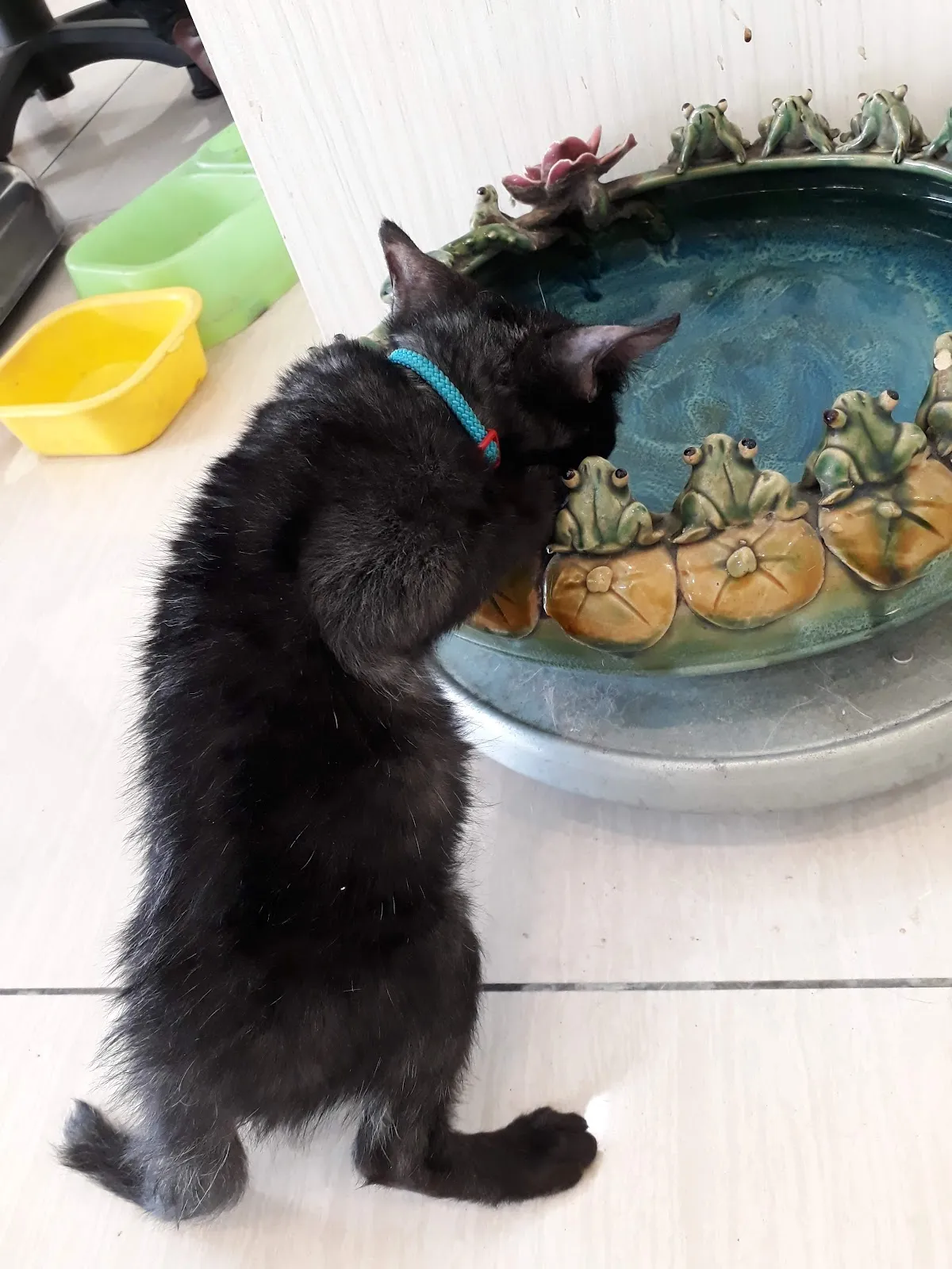 大安動物醫院