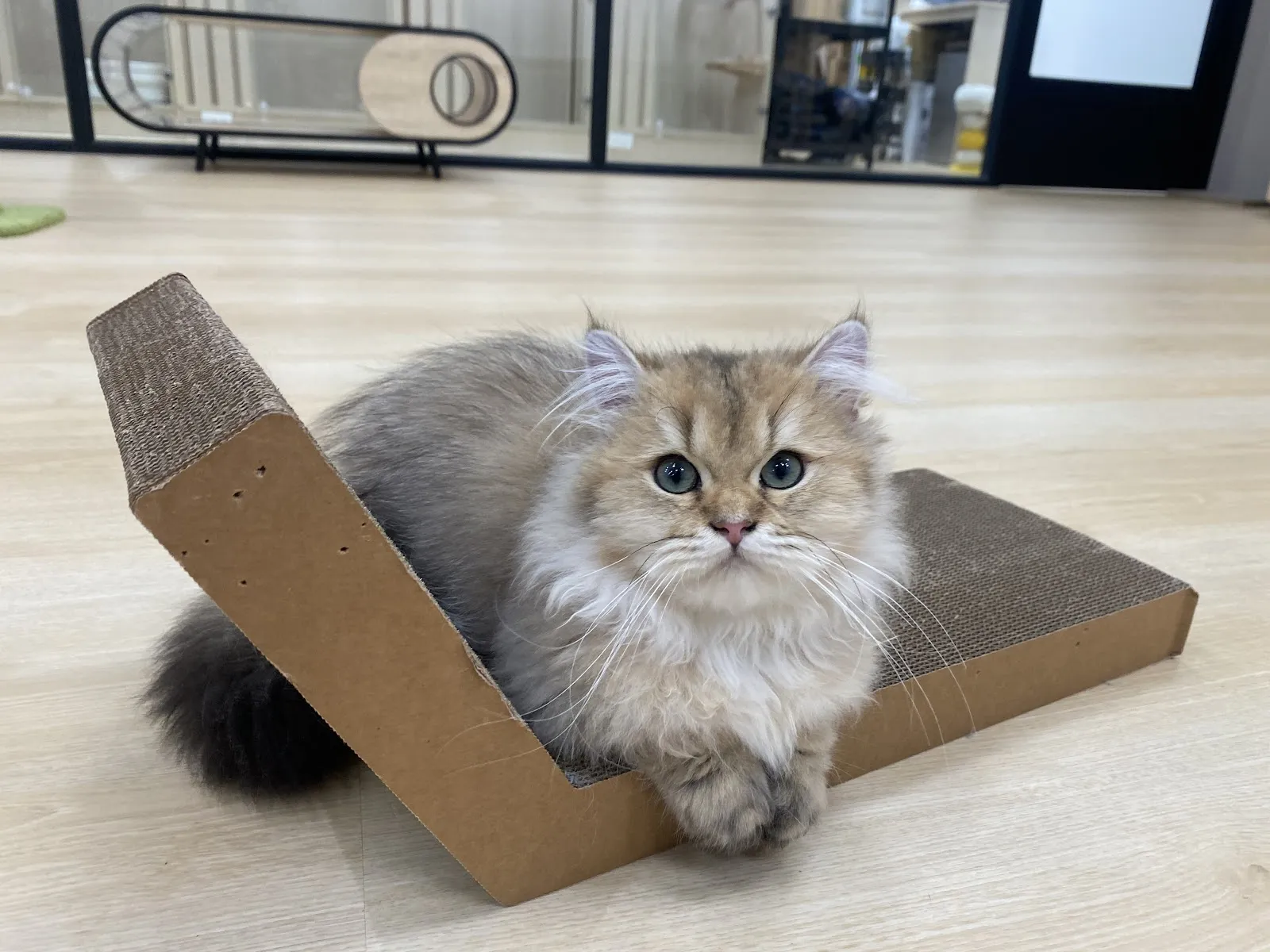 拾貳寵動物醫院