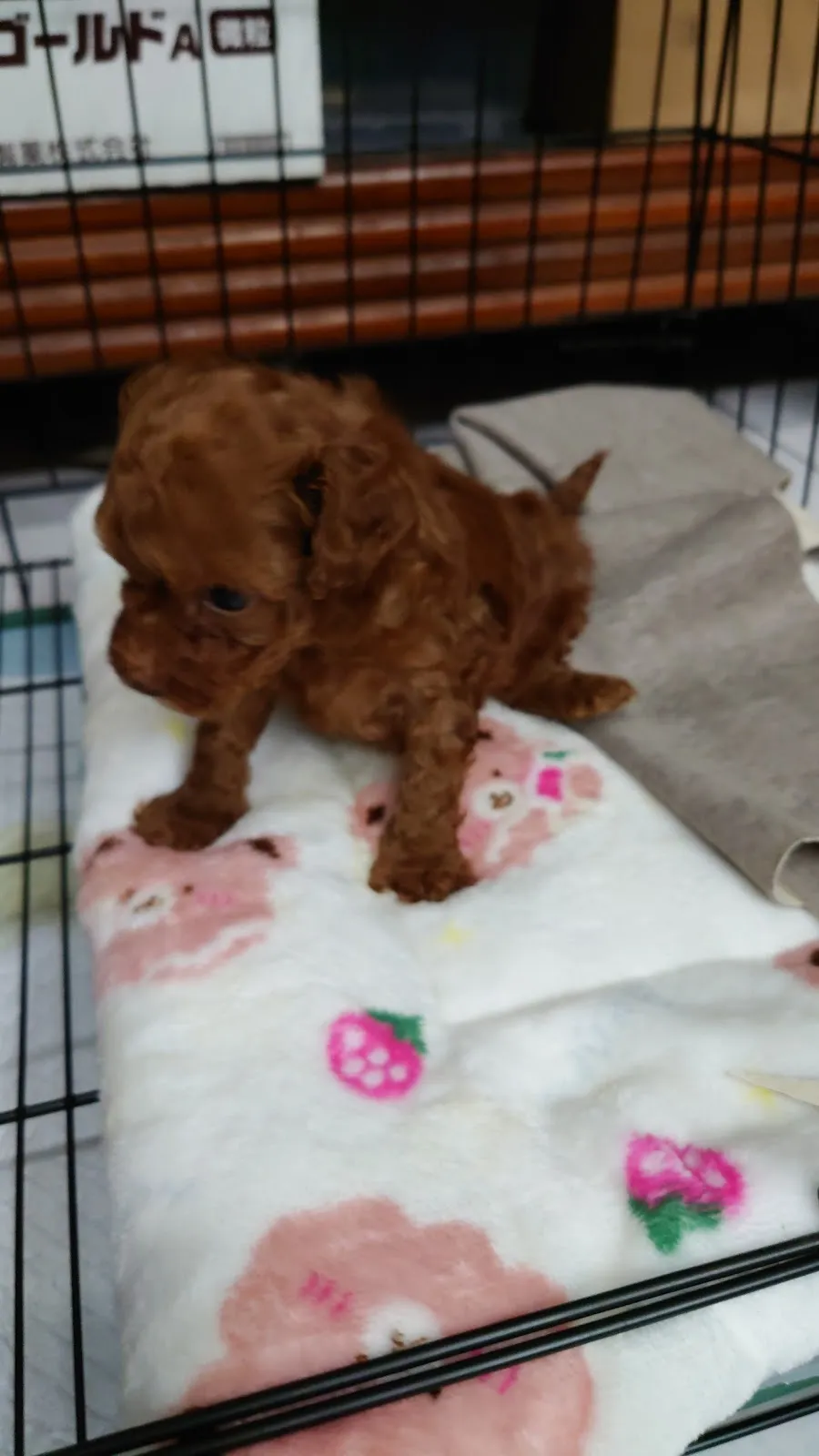 圓慶家畜動物診所