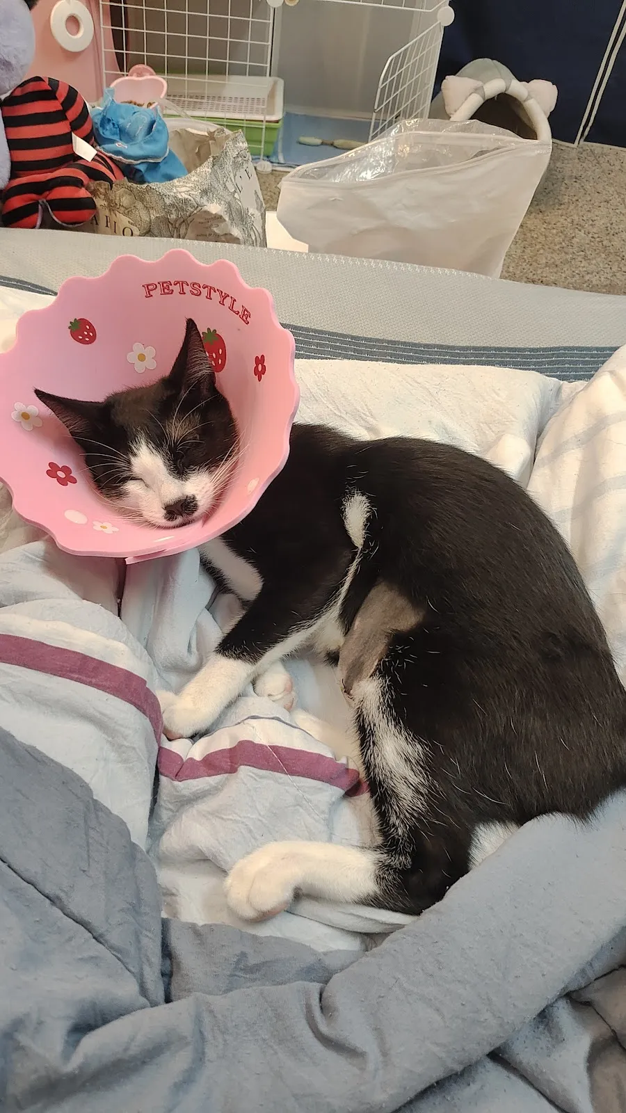 圓慶家畜動物診所