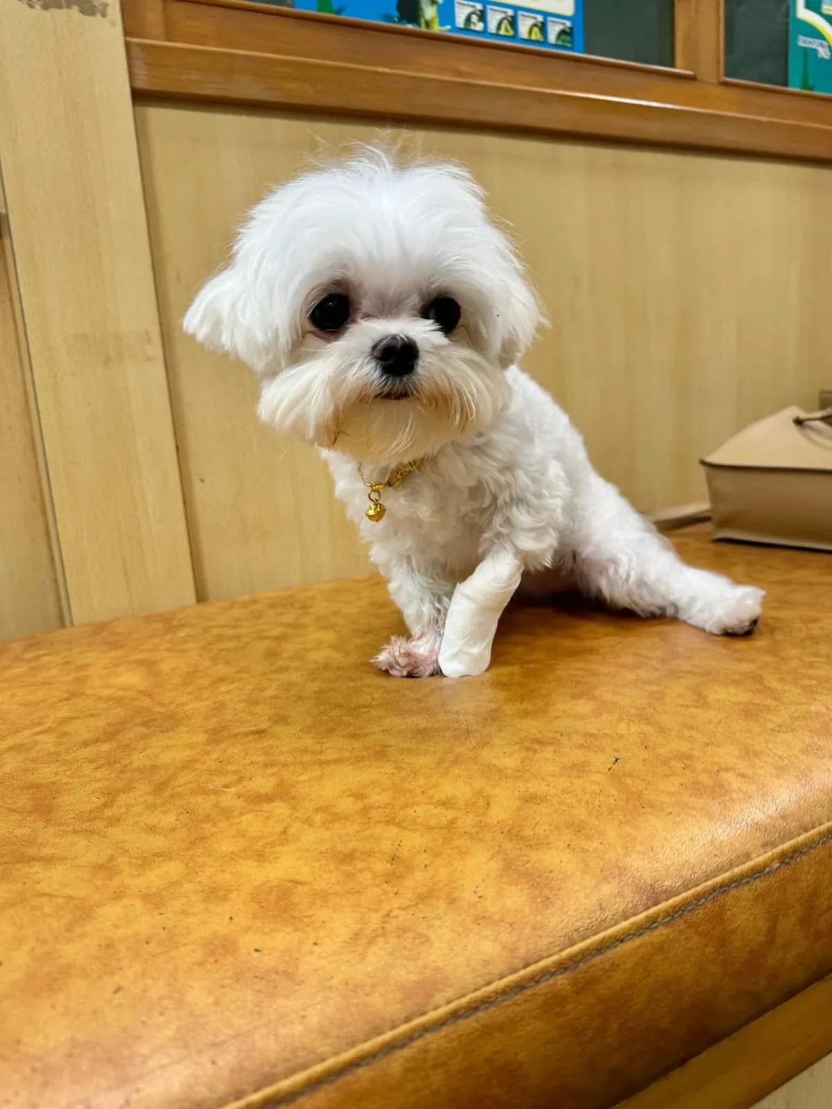 圓慶家畜動物診所