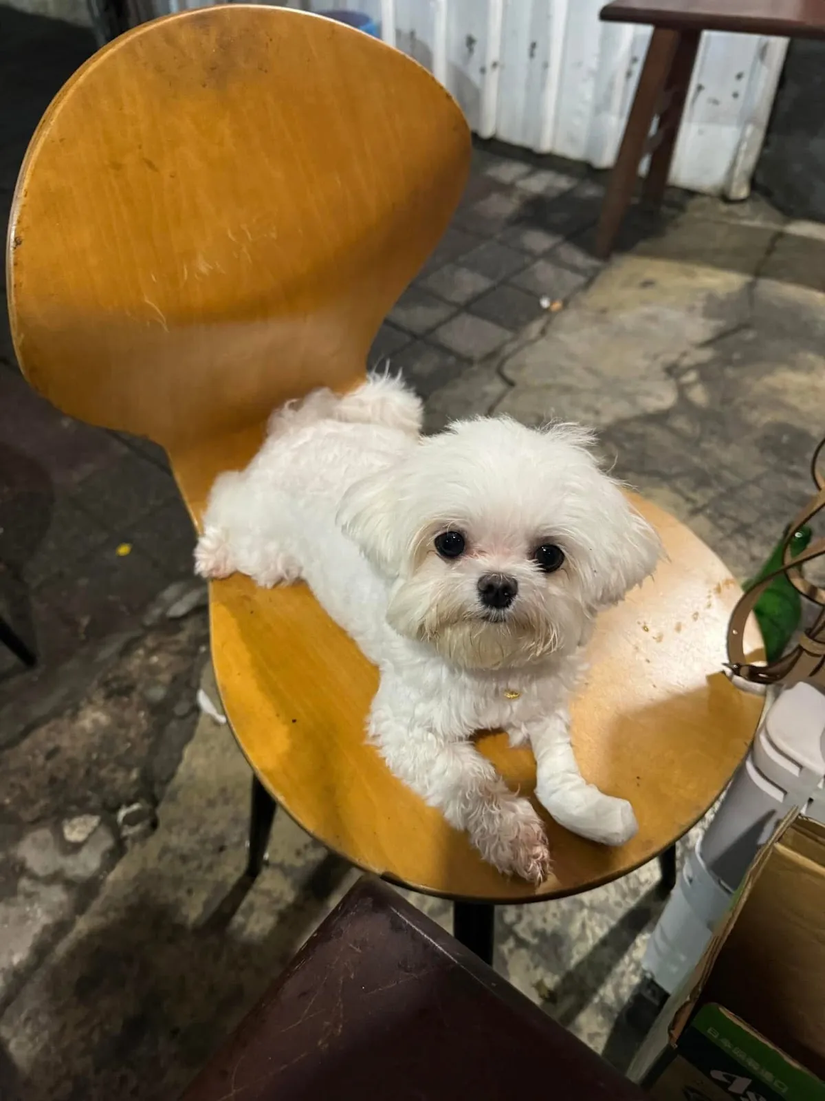 圓慶家畜動物診所