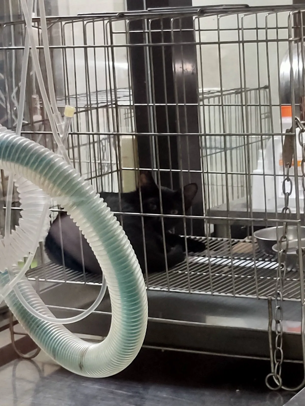 圓慶家畜動物診所