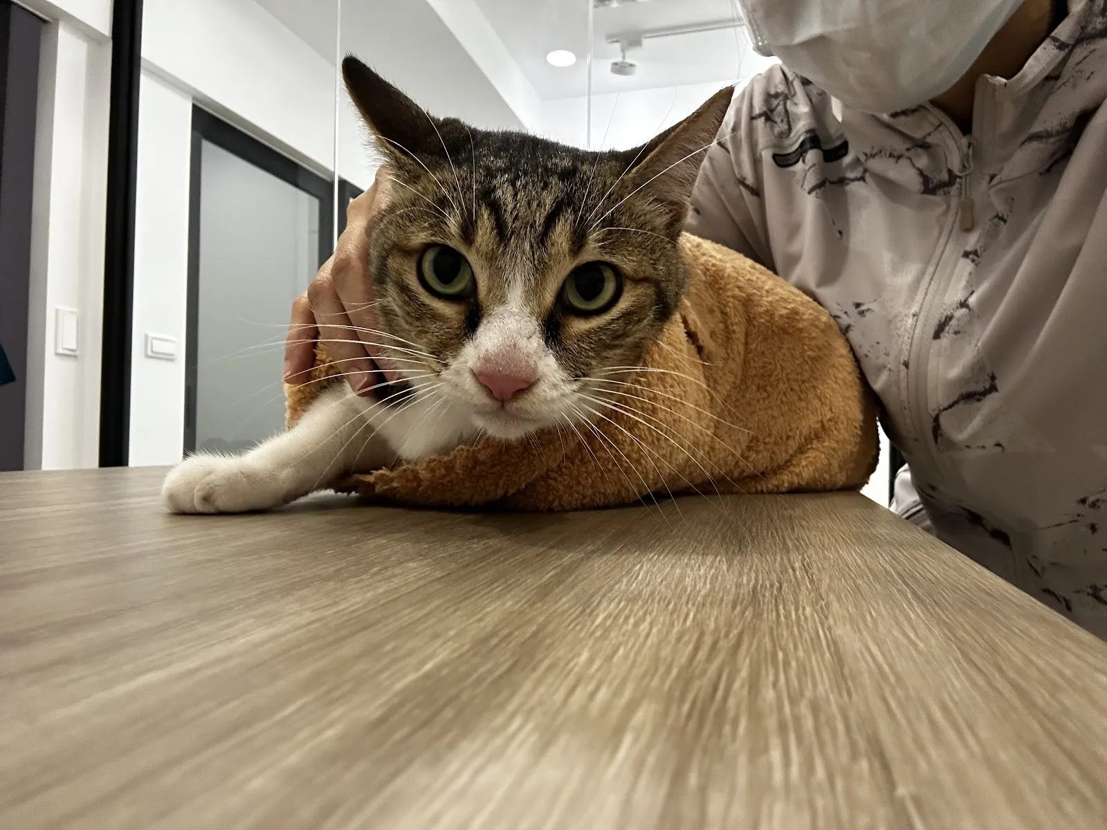 安南動物診所