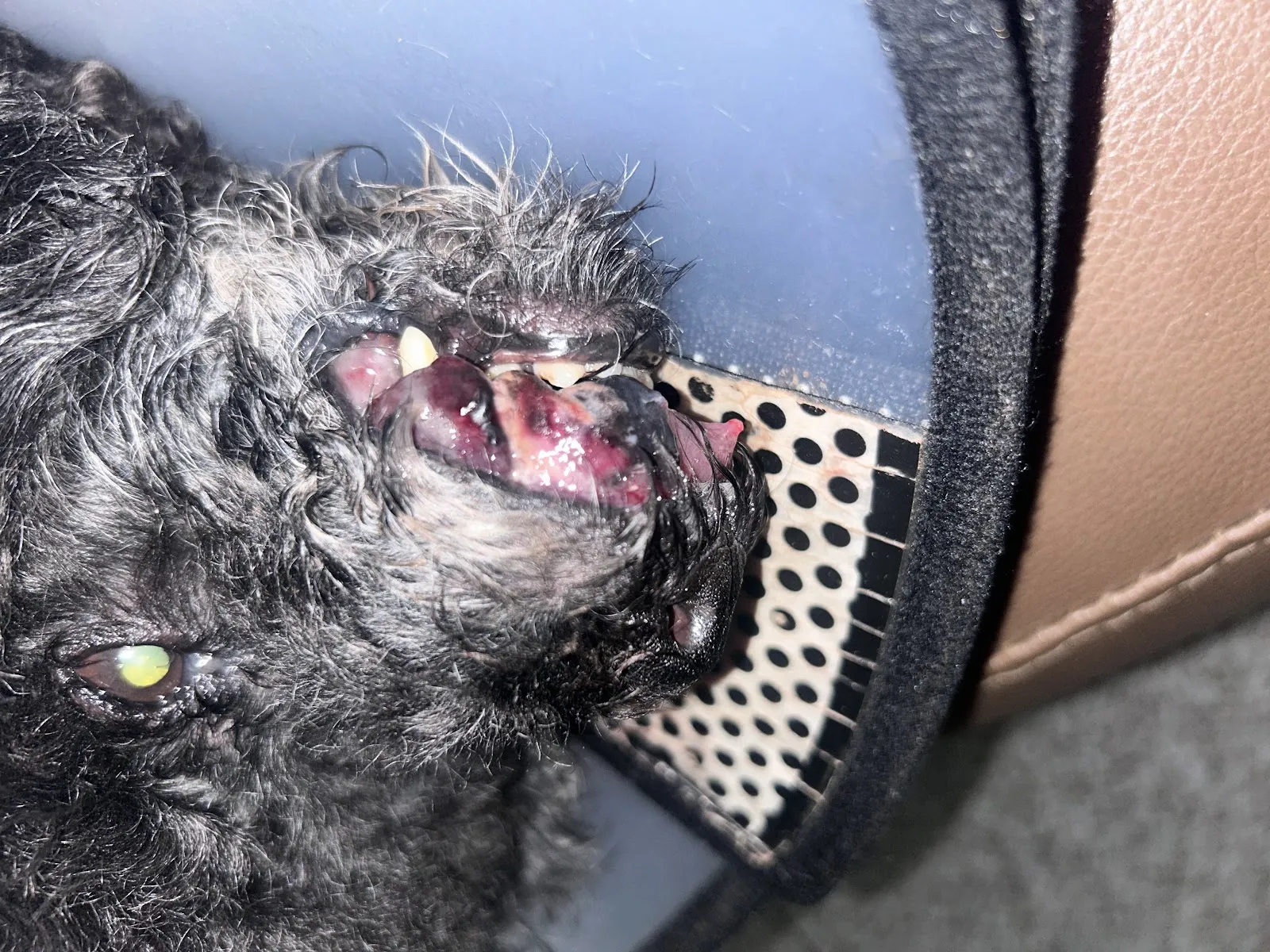 史密斯寵物醫院