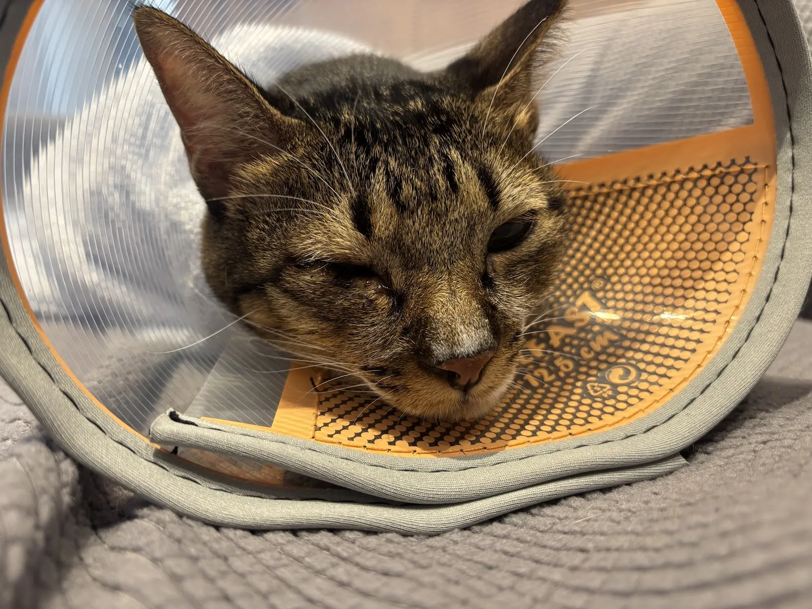 史密斯寵物醫院