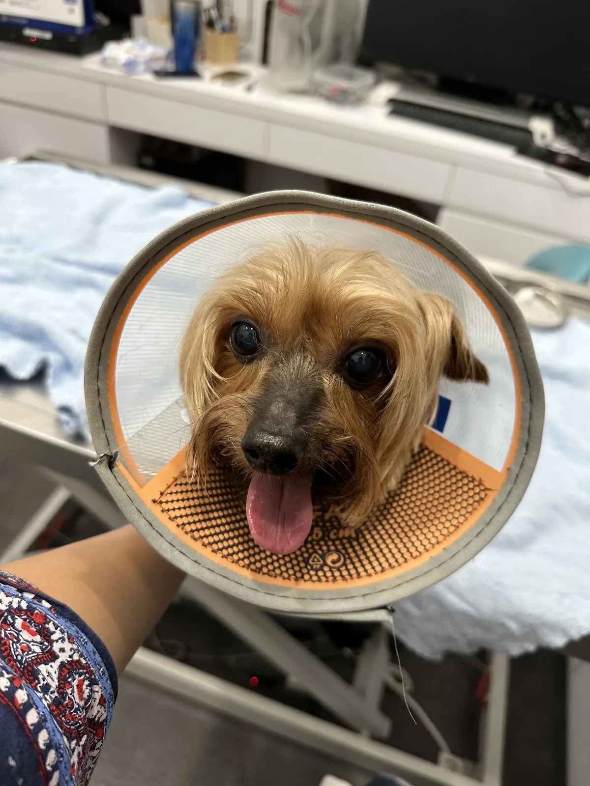 史密斯寵物醫院