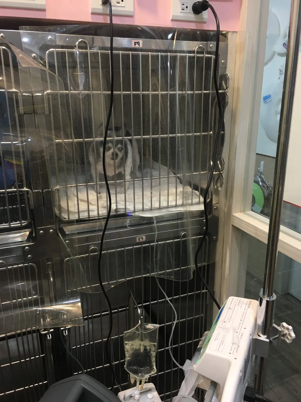 猩猩狐狸動物醫院