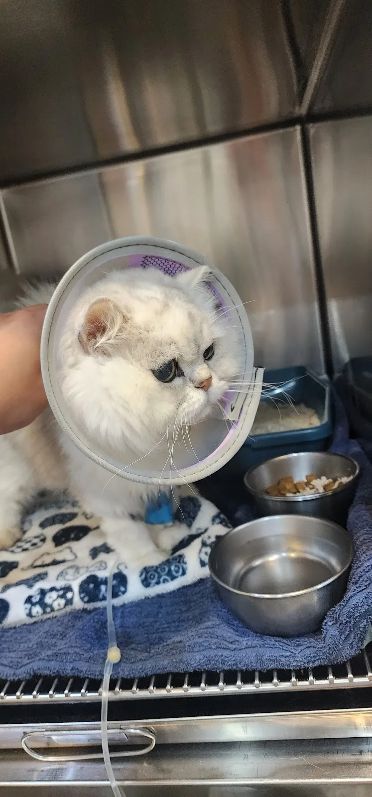 猩猩狐狸動物醫院