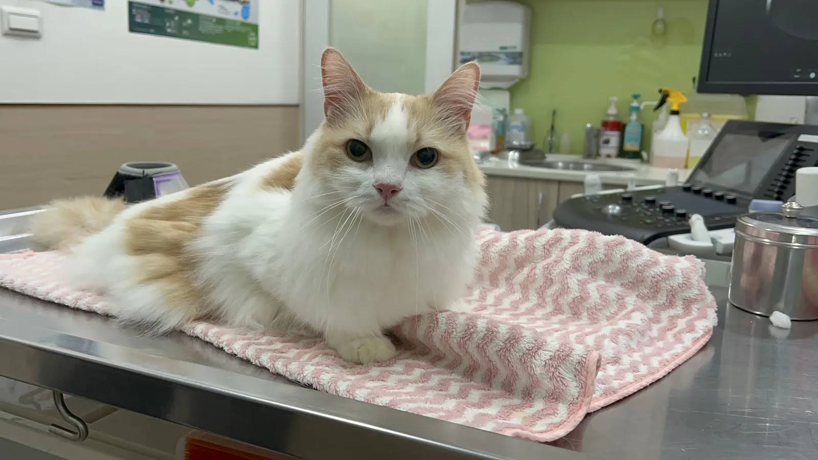 猩猩狐狸動物醫院