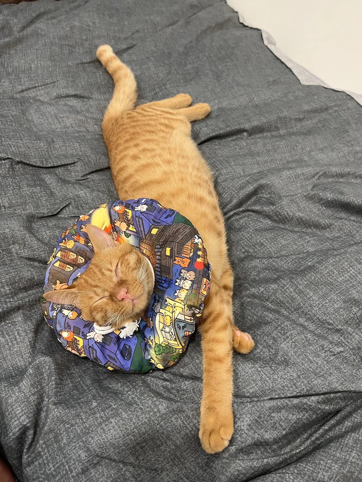 猩猩狐狸動物醫院