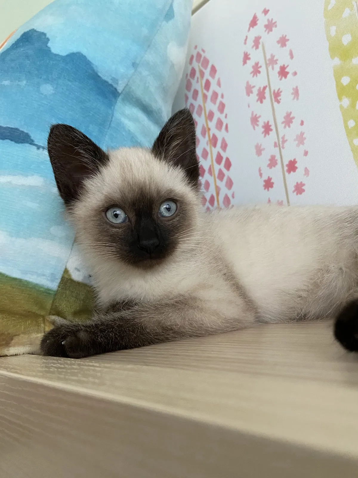 猩猩狐狸動物醫院