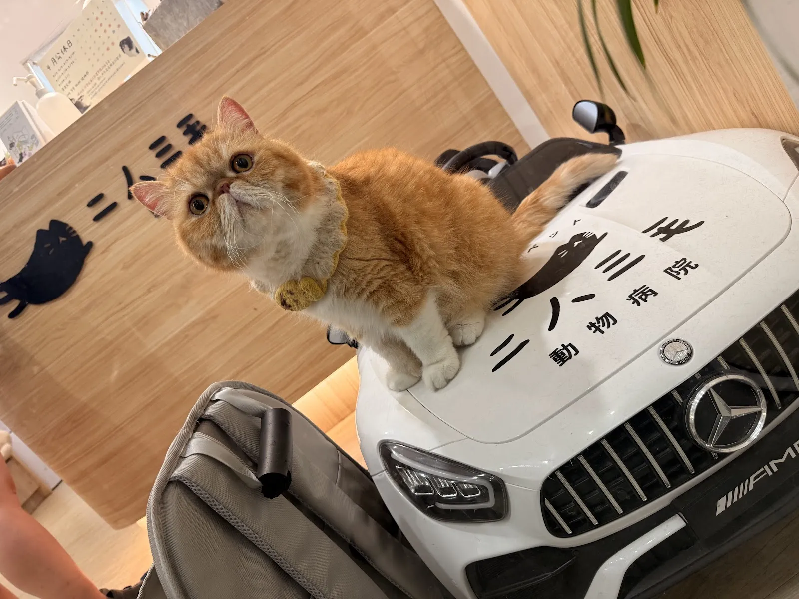 二人三毛動物醫院