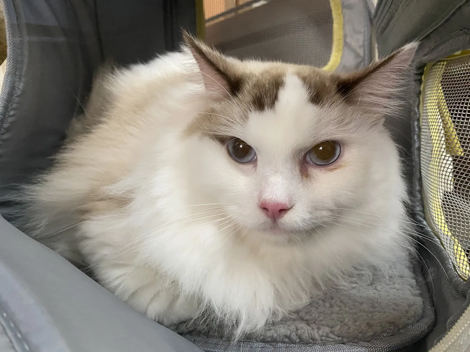 二人三毛動物醫院