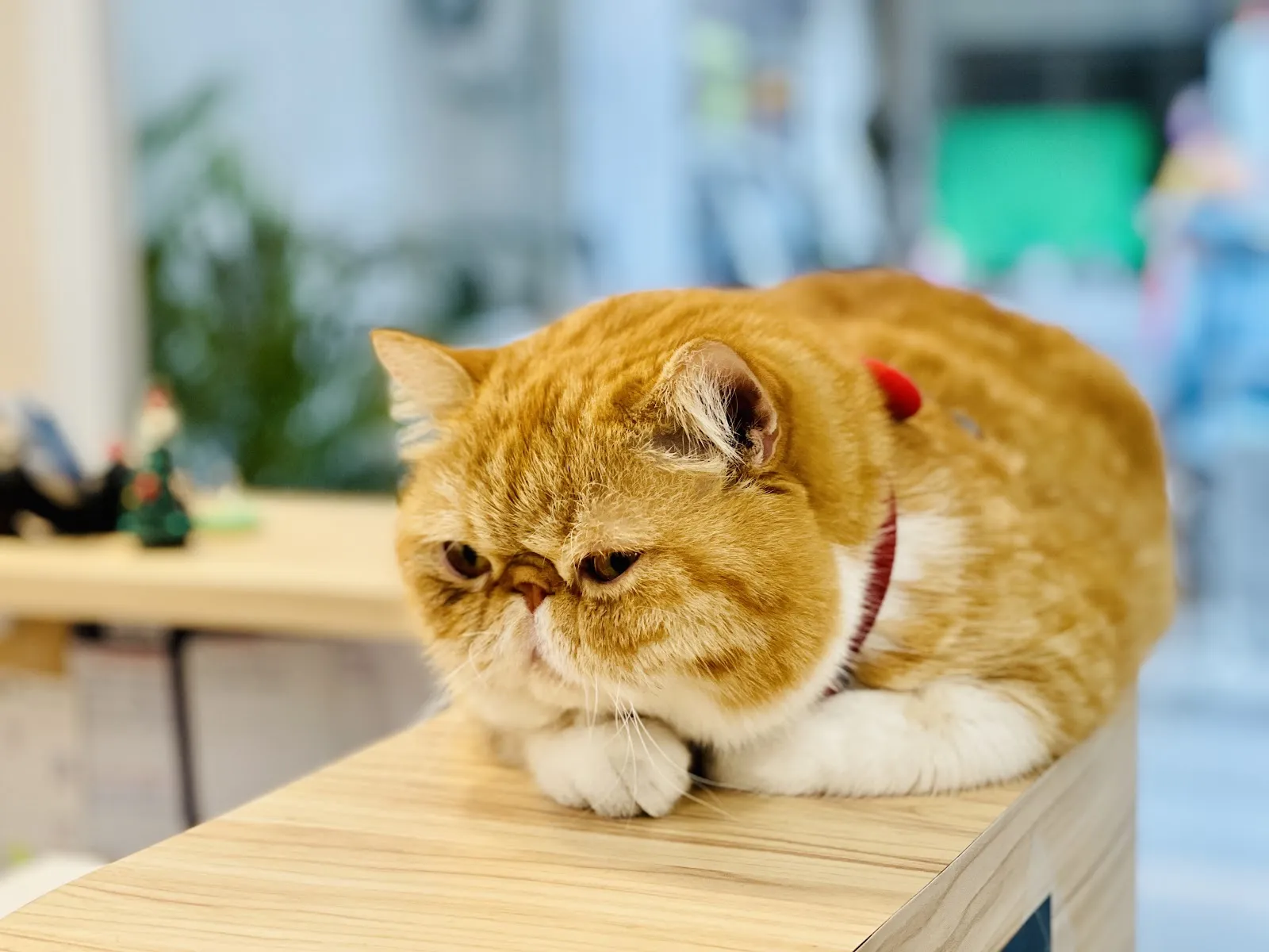 二人三毛動物醫院