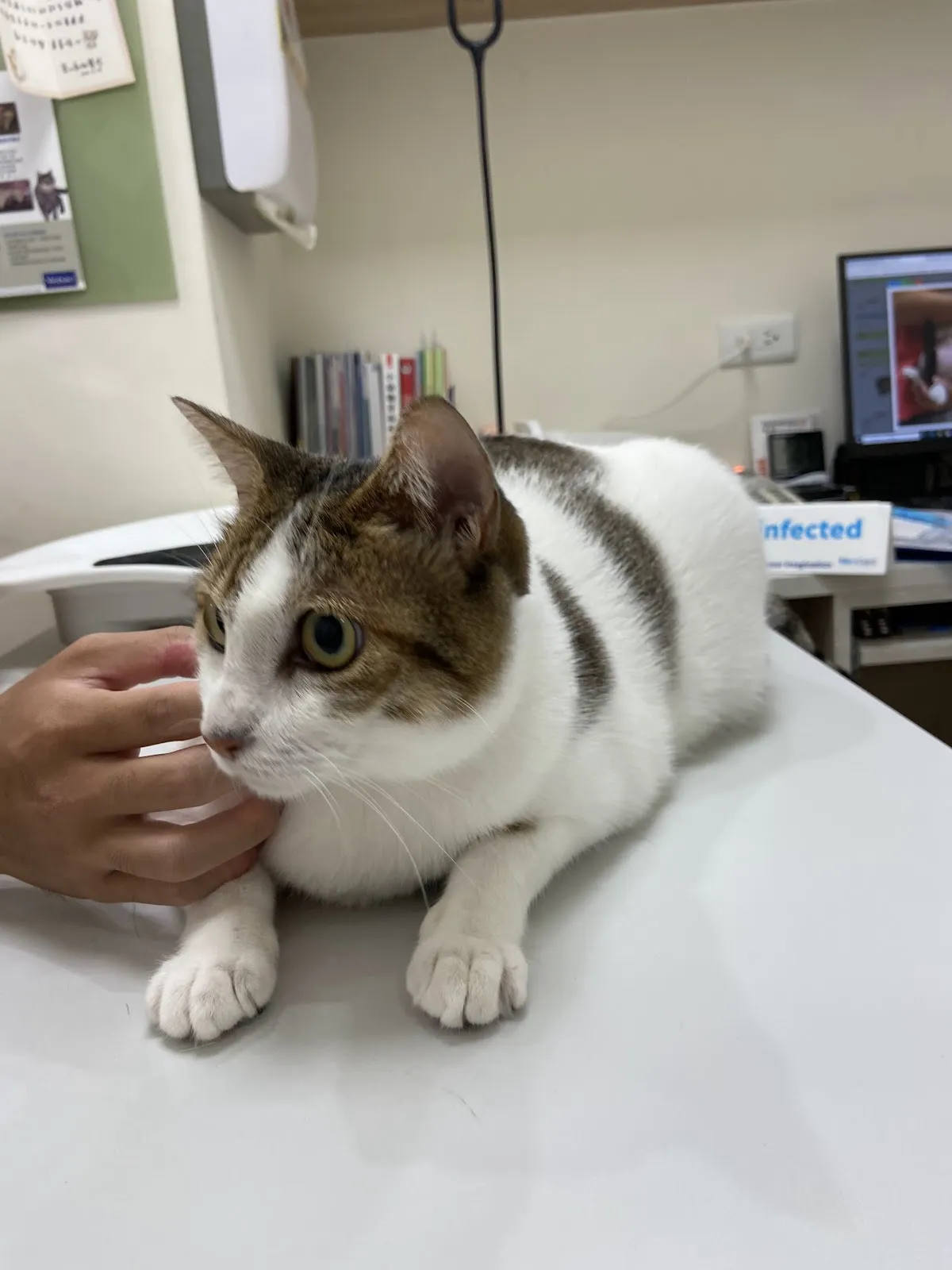 毛毛村動物醫院