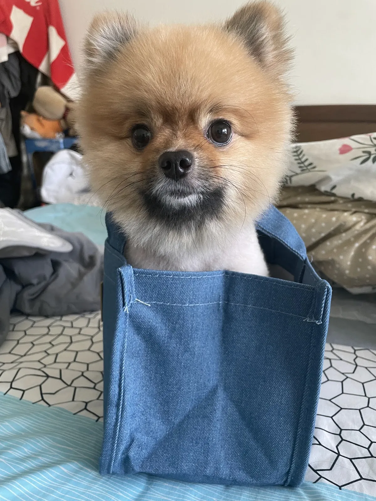 岡山德民動物醫院