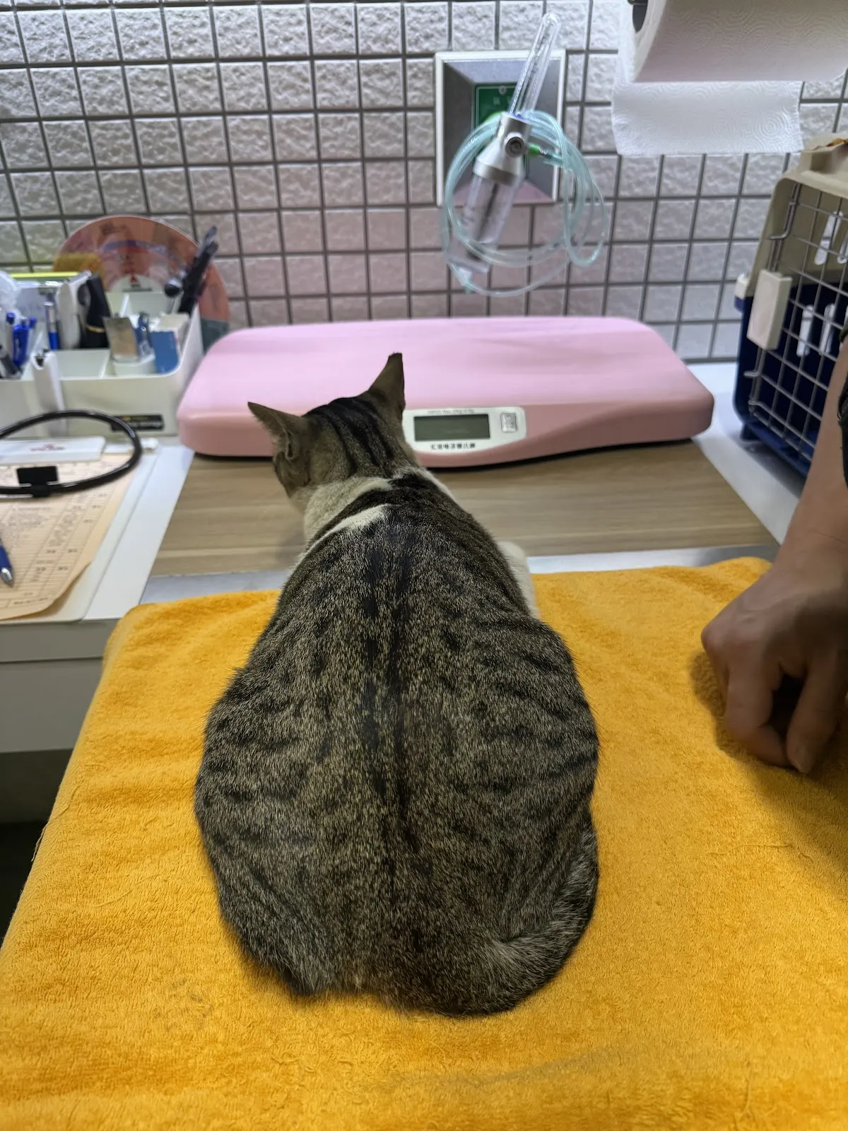 岡山德民動物醫院