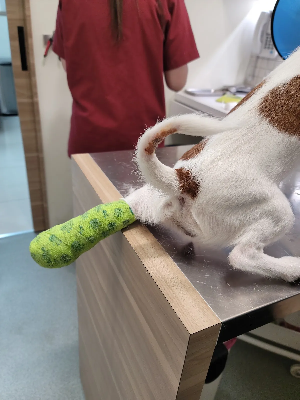 岡山德民動物醫院