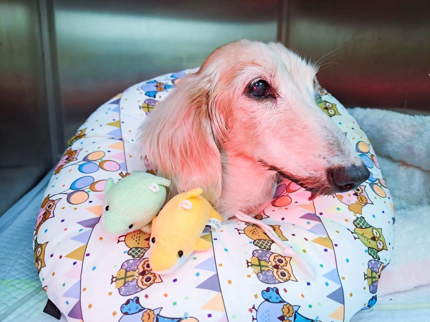 岡山德民動物醫院