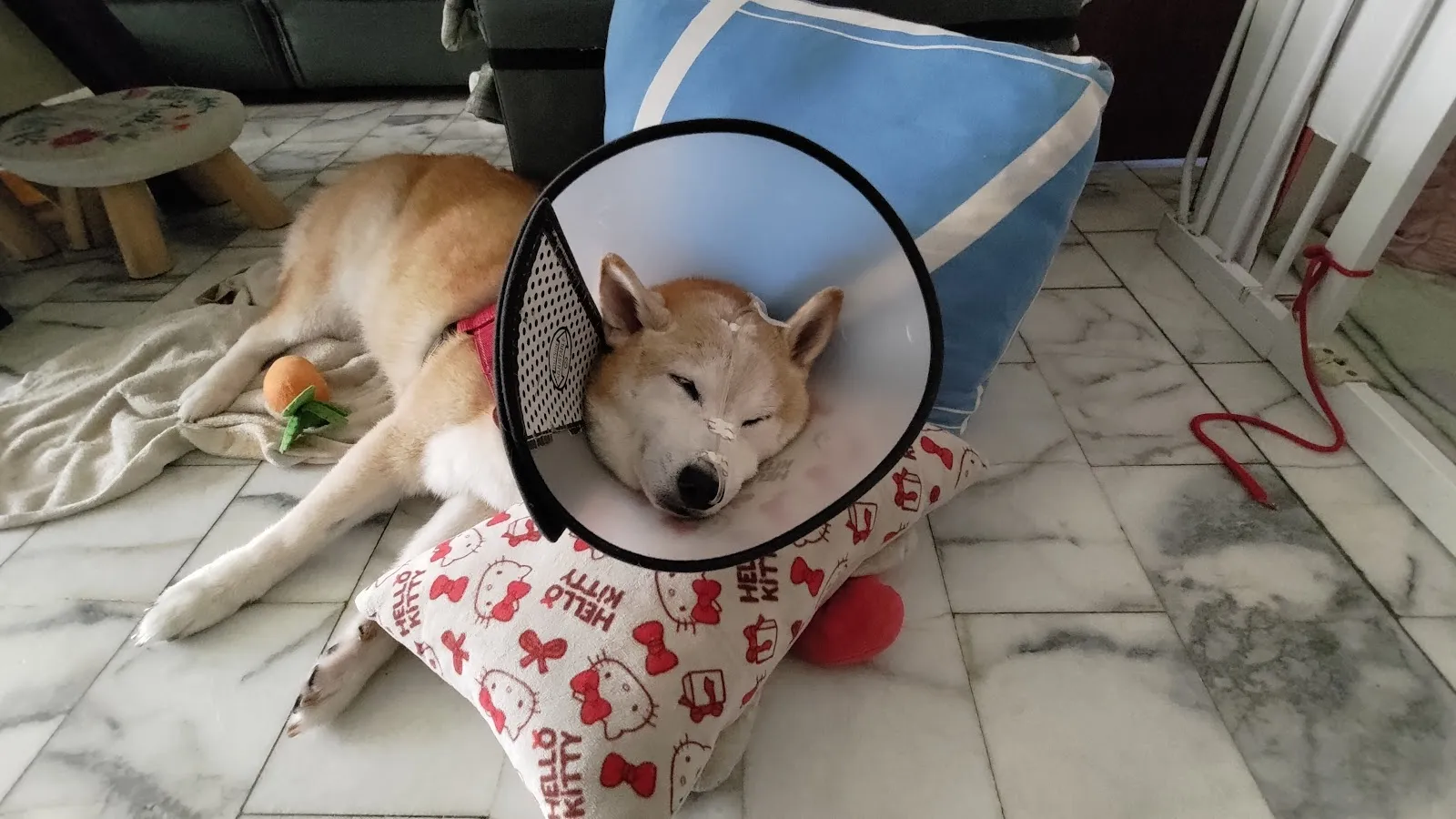 岡山德民動物醫院