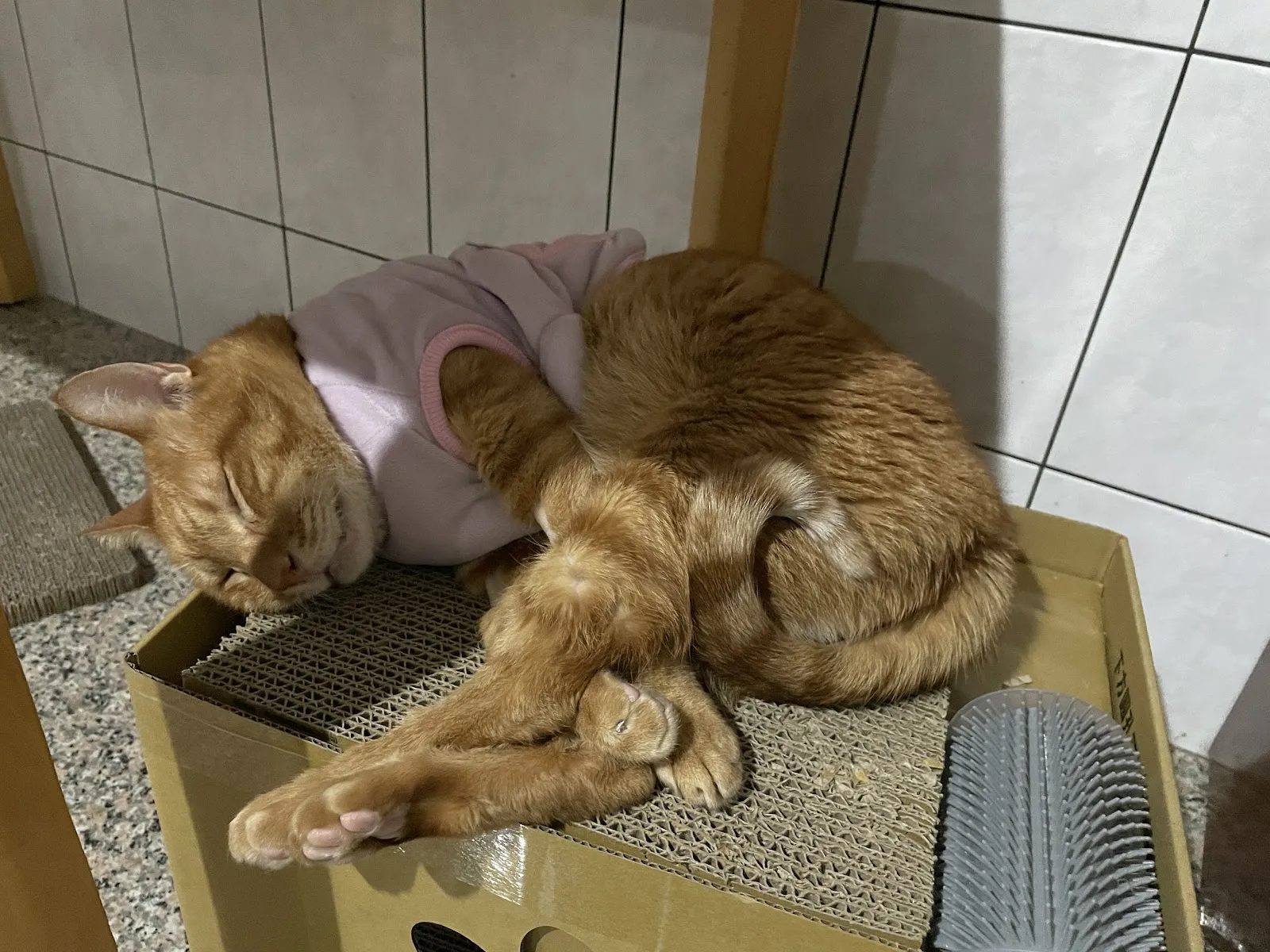 岡山德民動物醫院