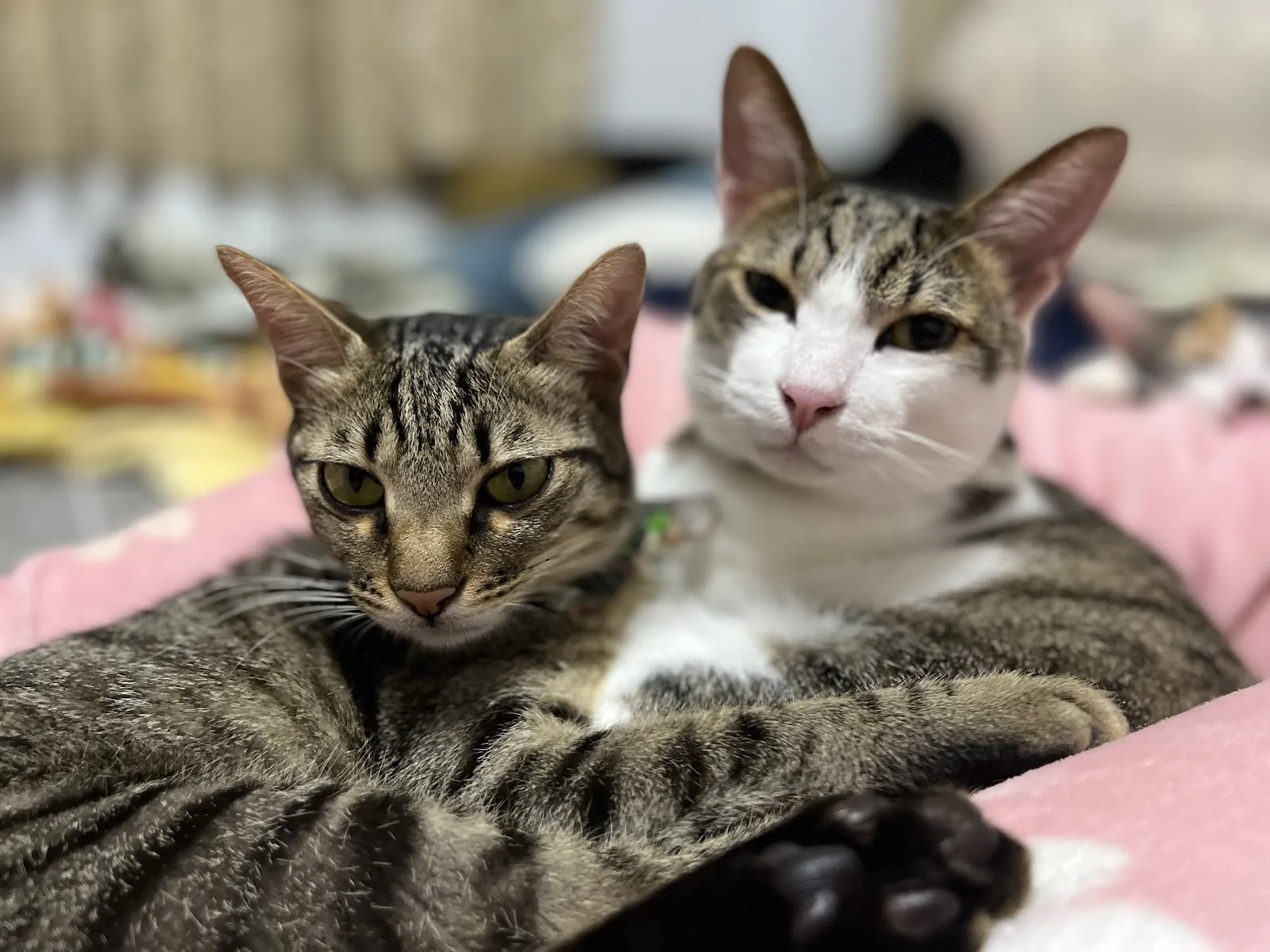 宏仁犬貓動物醫院