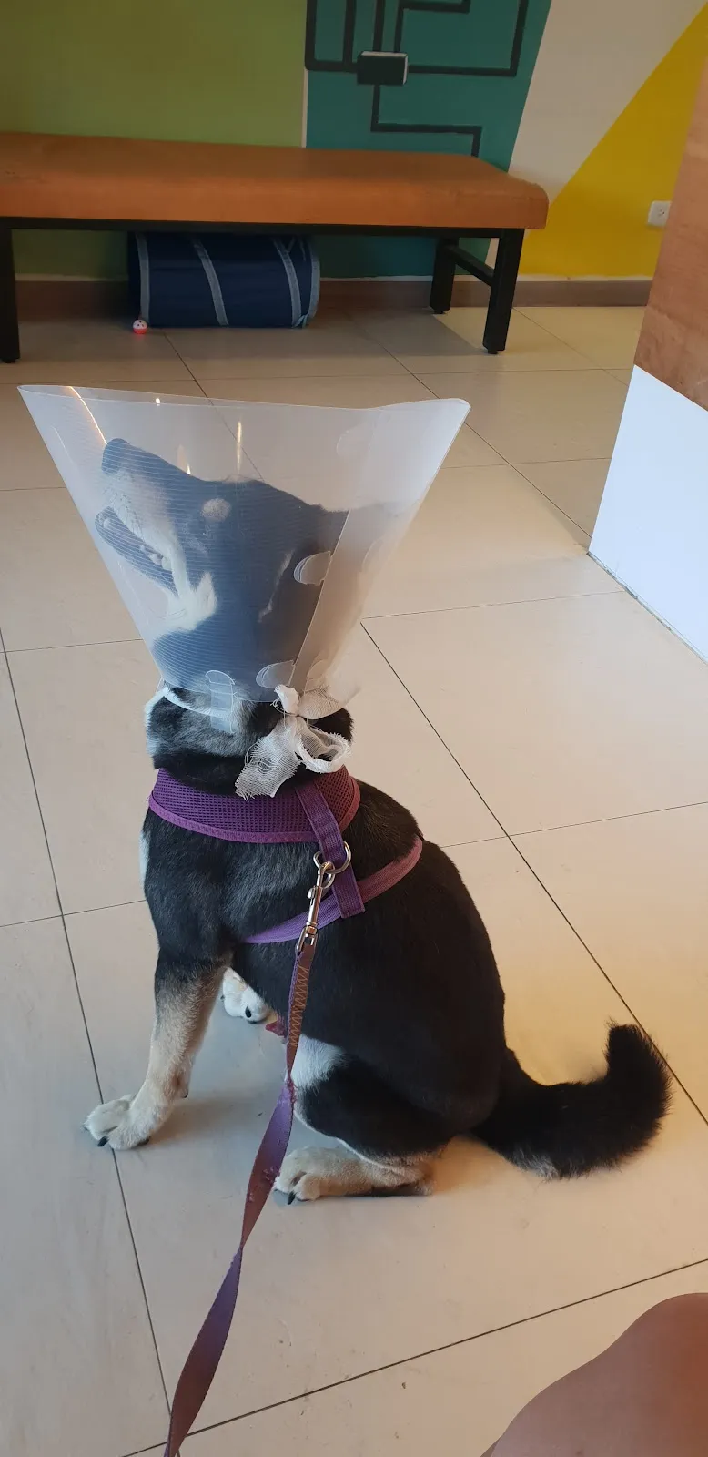 奇異果動物醫院