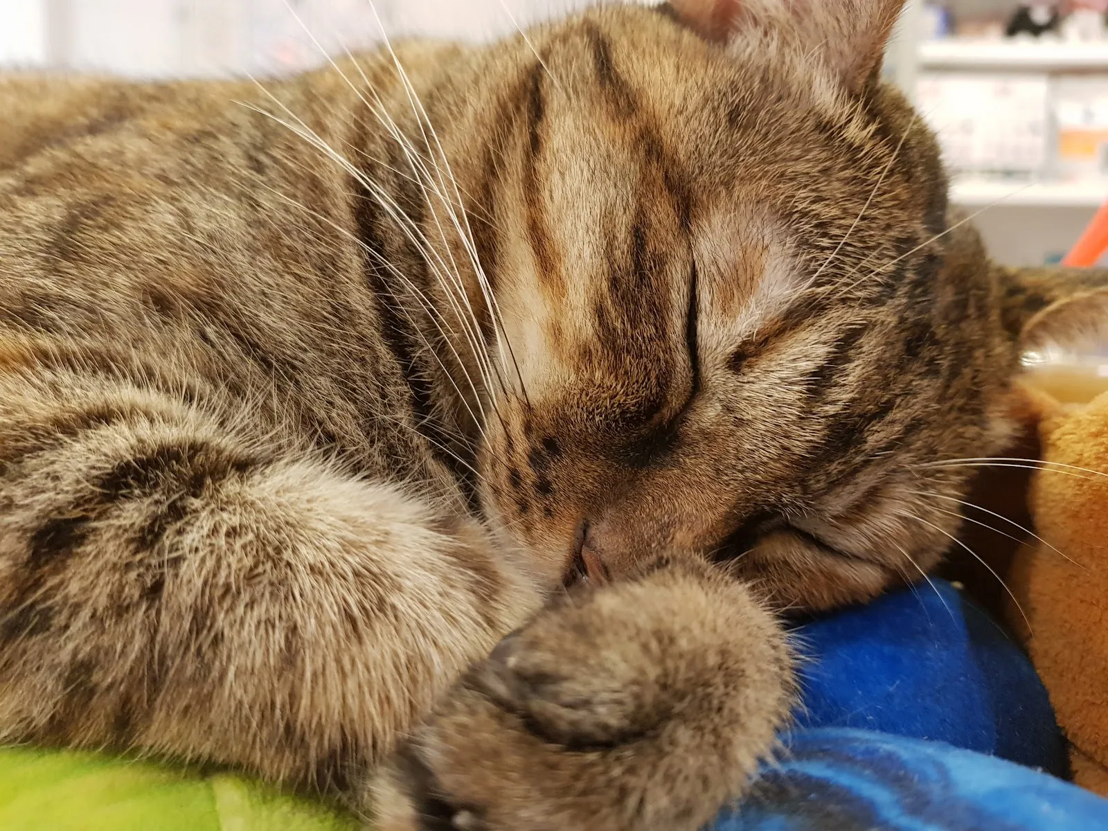 奇異果動物醫院