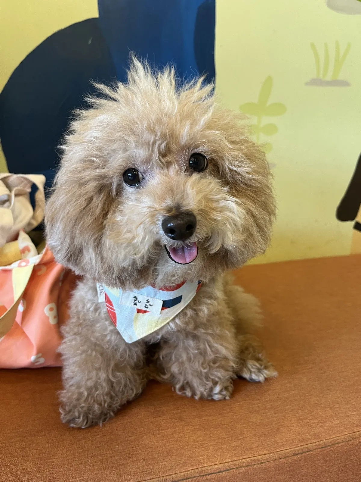 奇異果動物醫院