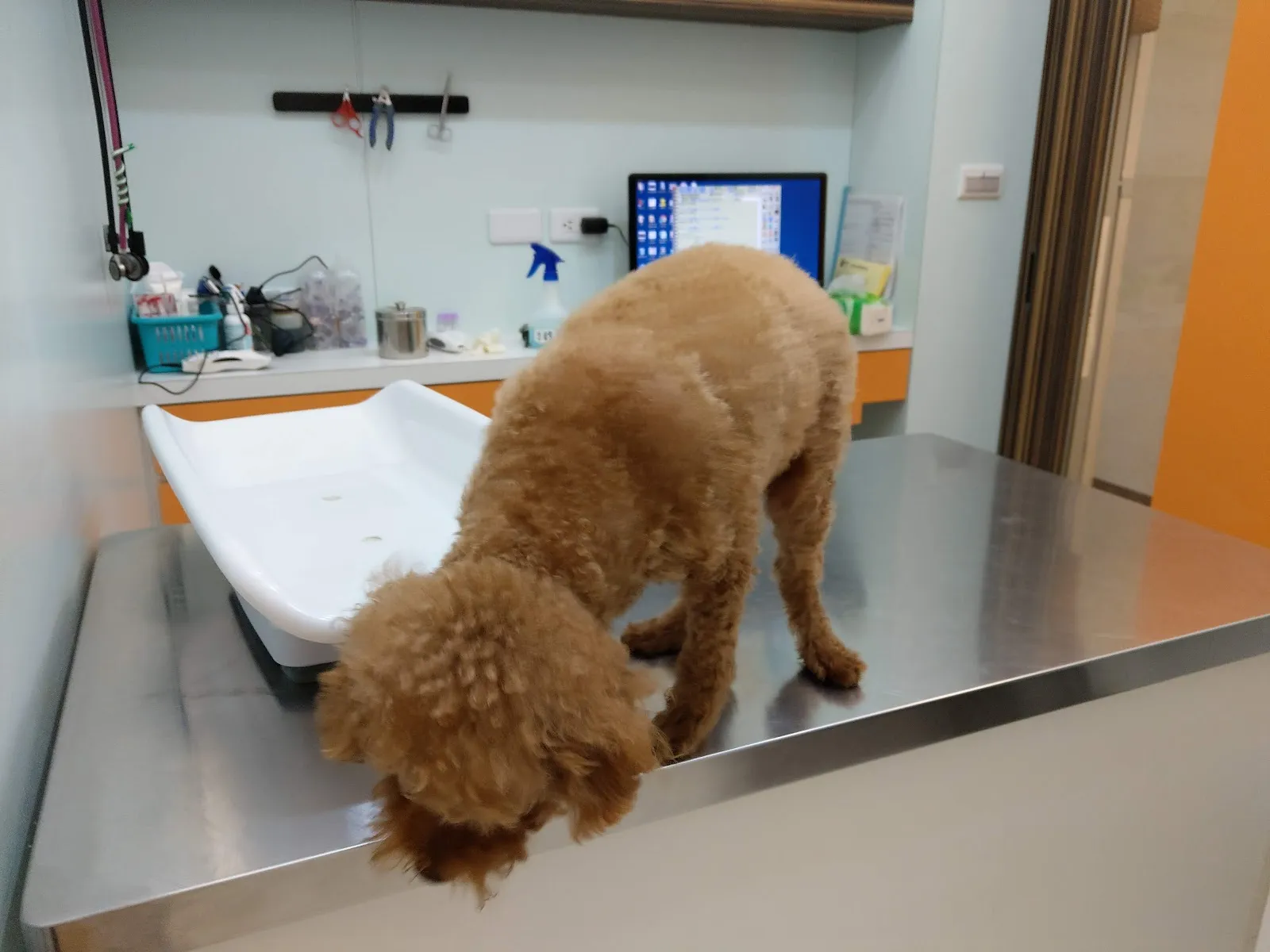 奇異果動物醫院