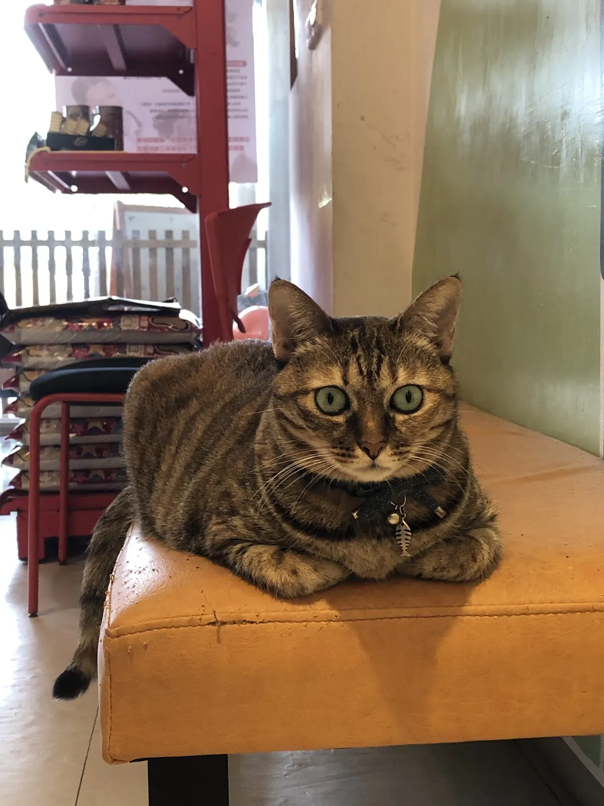 奇異果動物醫院