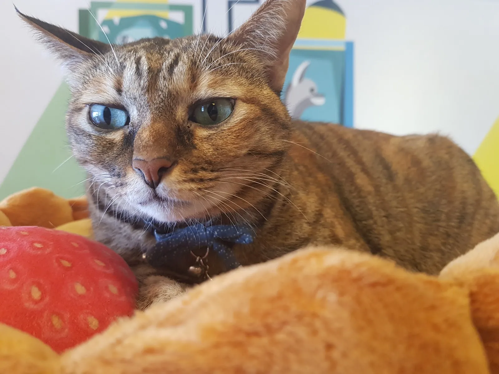 奇異果動物醫院