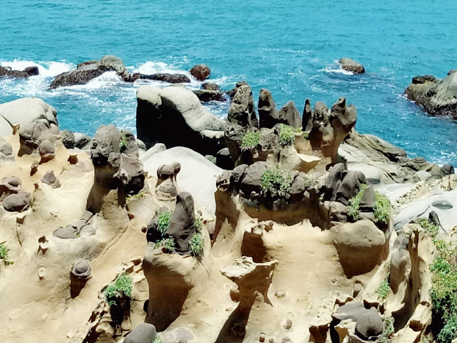 啤酒豬動物醫院