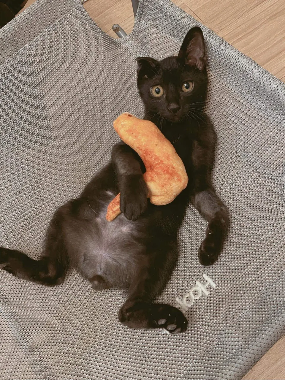 啤酒豬動物醫院