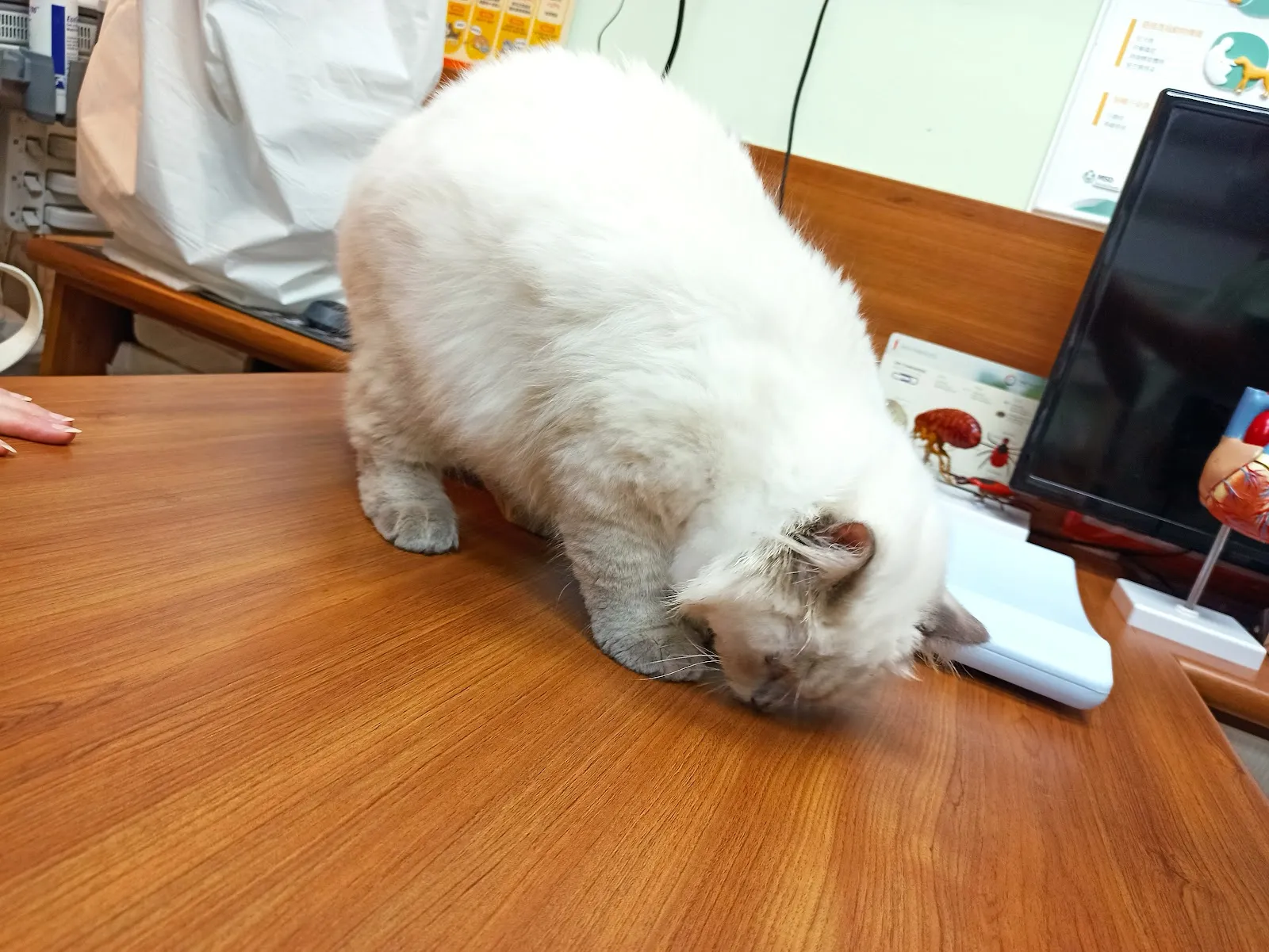 啤酒豬動物醫院