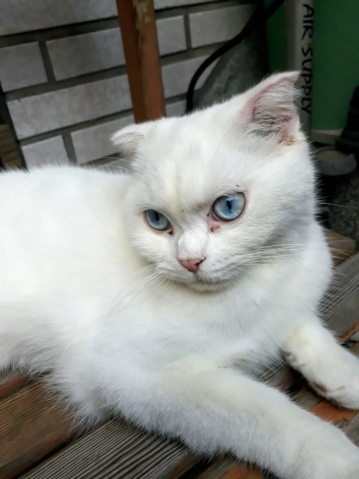 啤酒豬動物醫院