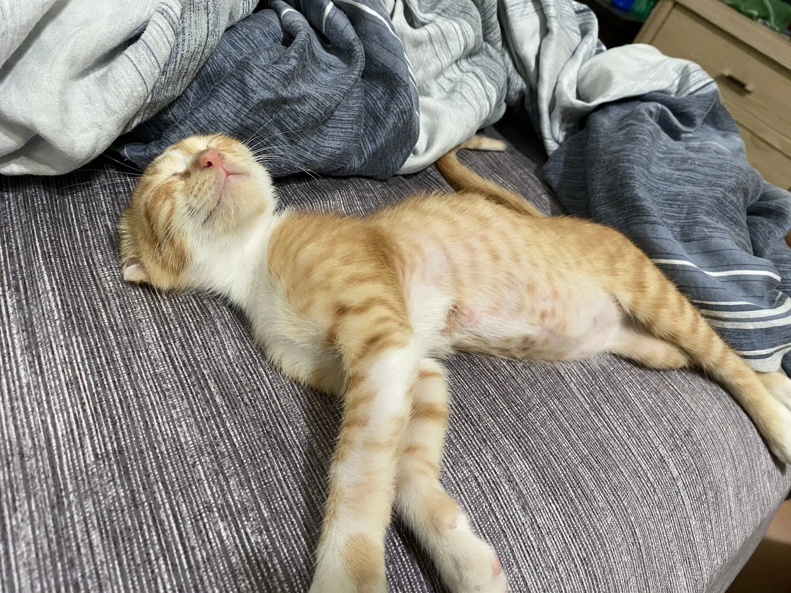 吉米家動物醫院