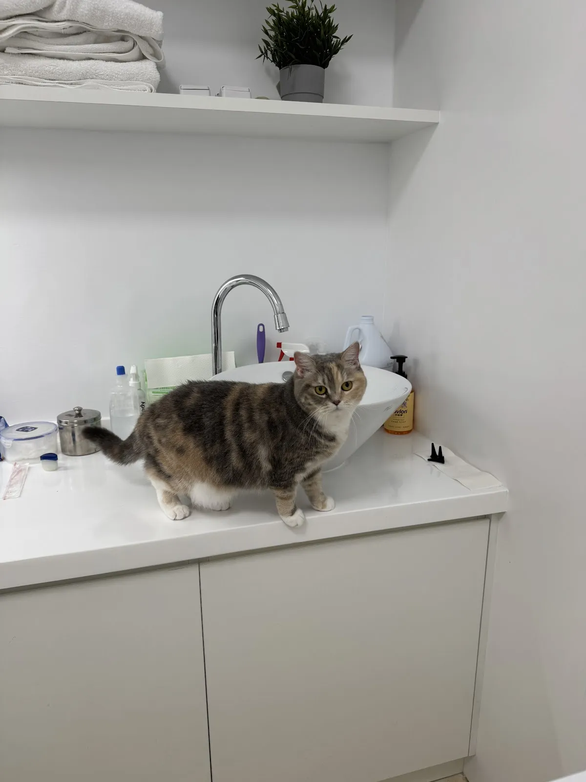 吉米家動物醫院