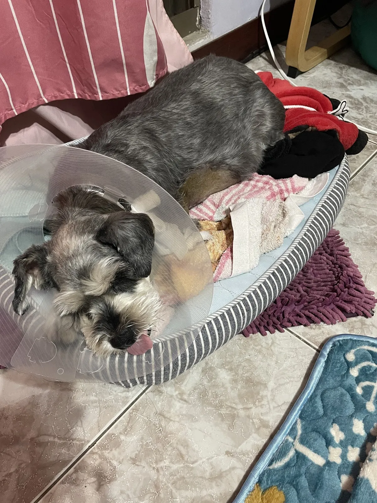 吉米家動物醫院