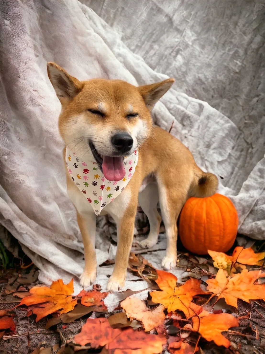 吉米家動物醫院