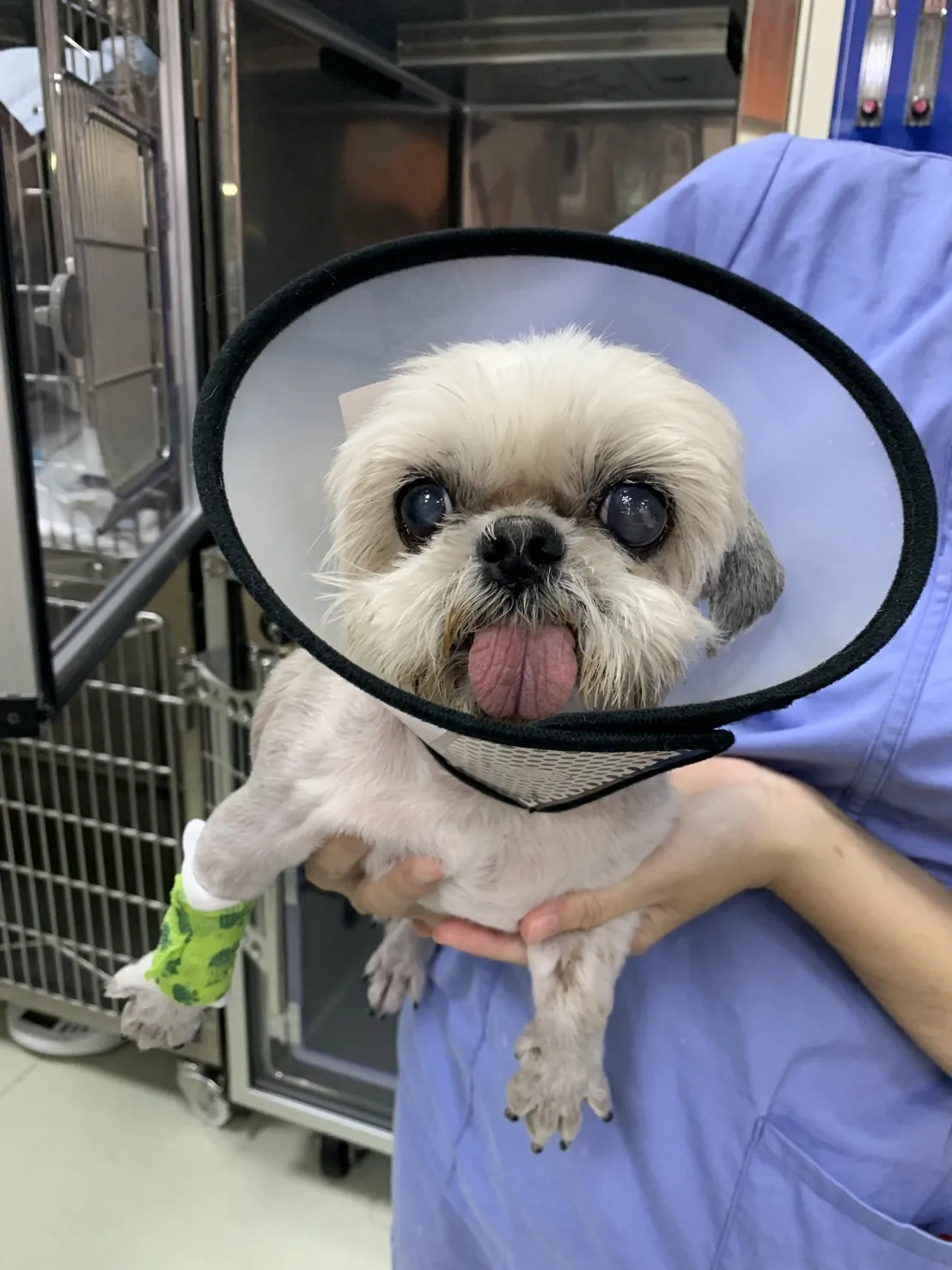 台灣福懋毛公館動物醫院