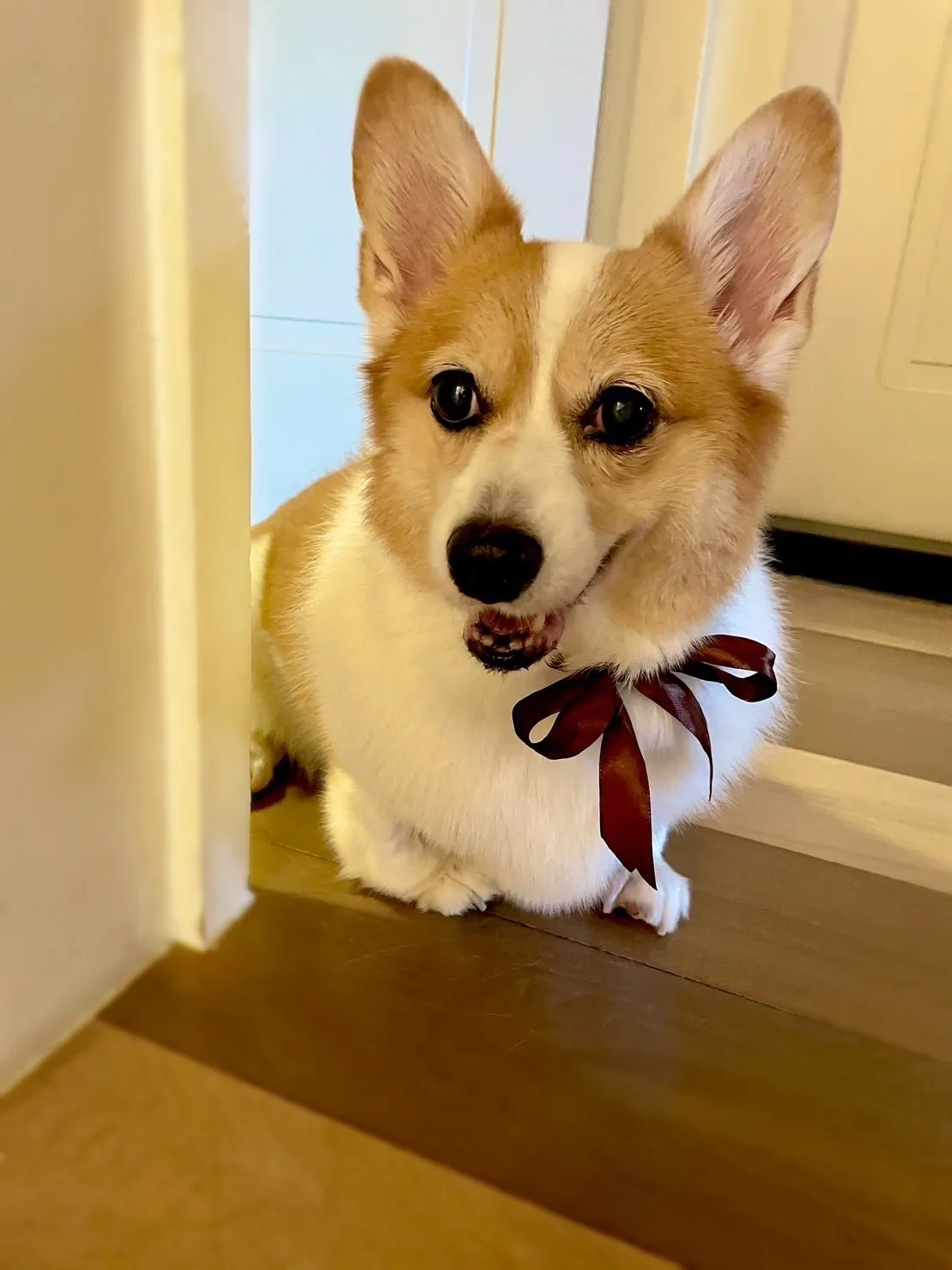 台灣福懋毛公館動物醫院