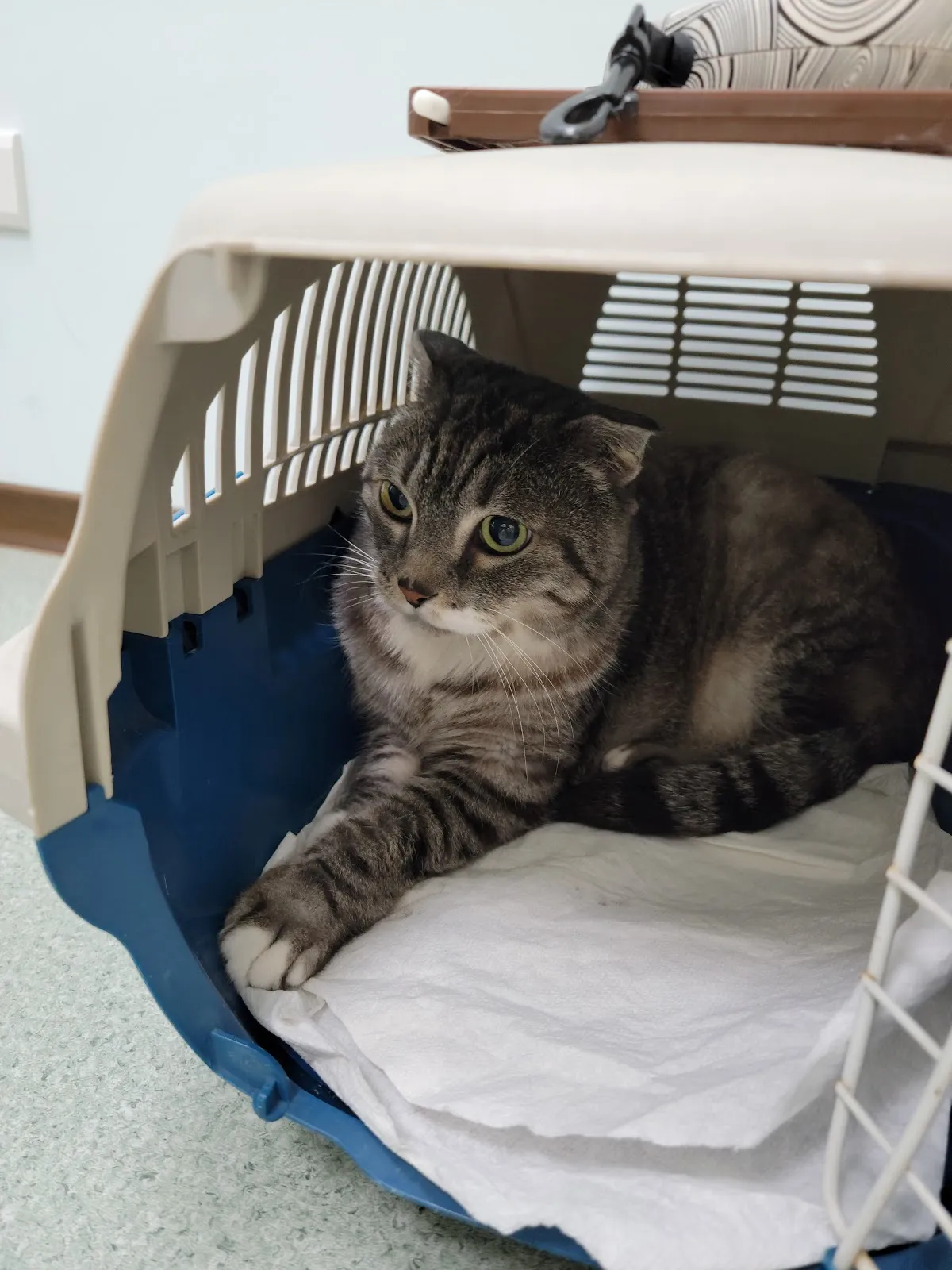 台灣福懋毛公館動物醫院