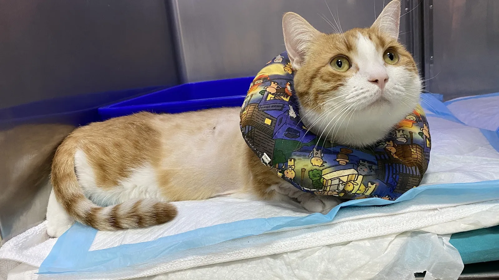 台灣福懋毛公館動物醫院