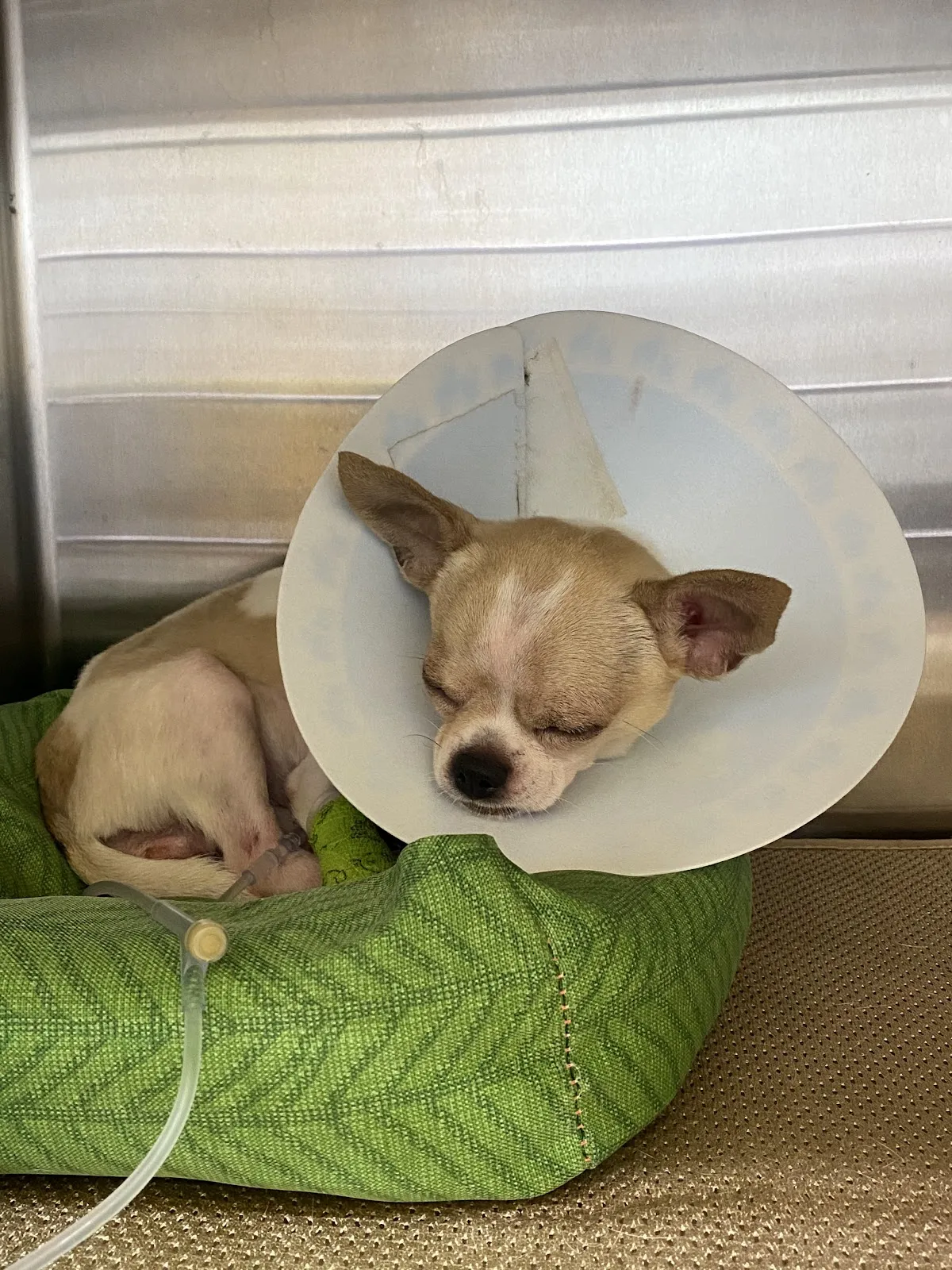 紐約紐約動物醫院