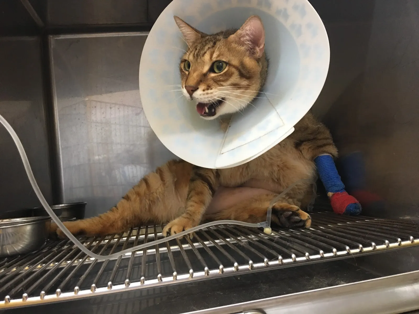 紐約紐約動物醫院