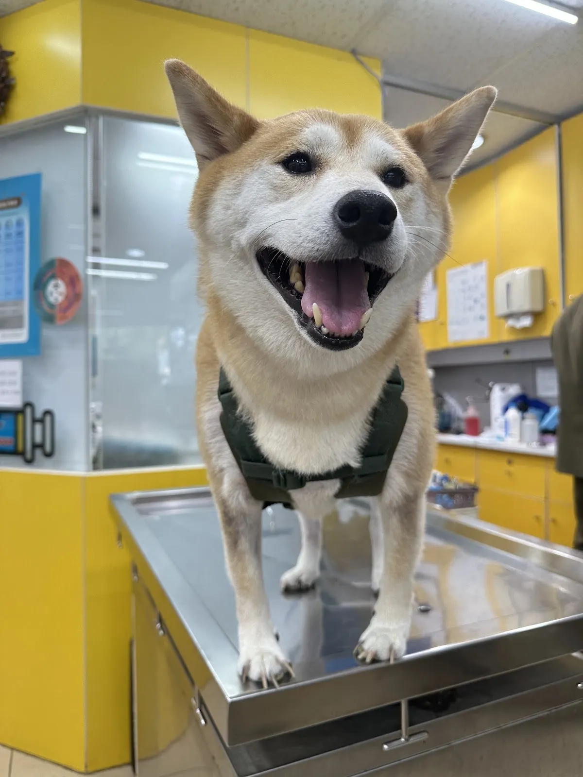 紐約紐約動物醫院