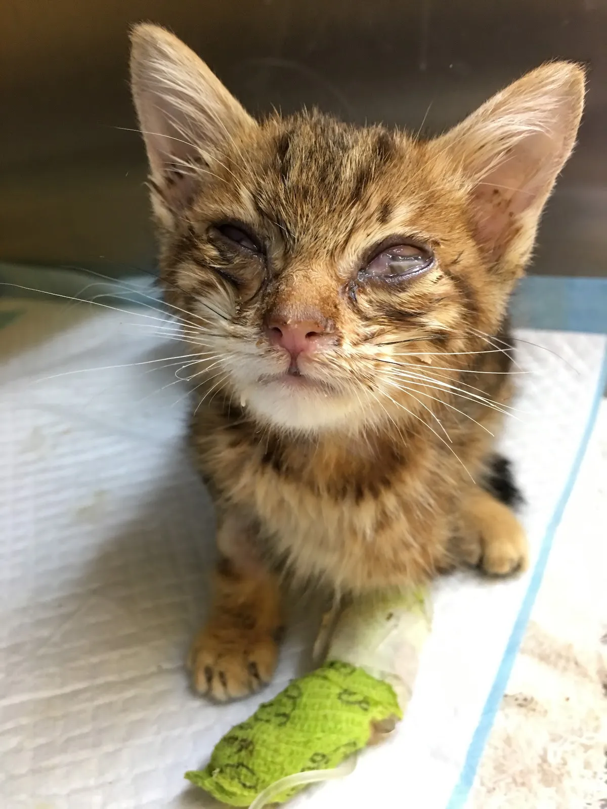 紐約紐約動物醫院