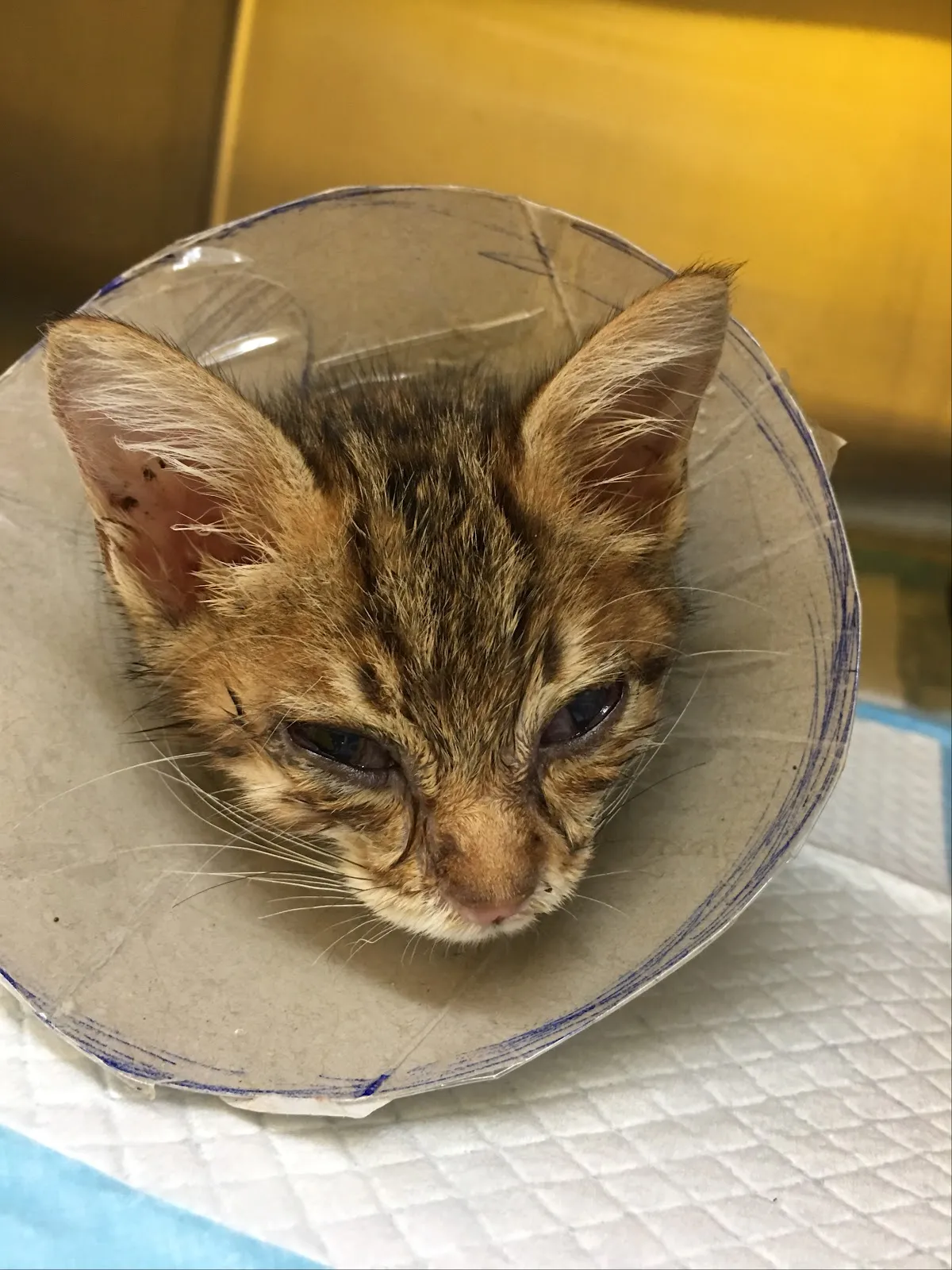 紐約紐約動物醫院